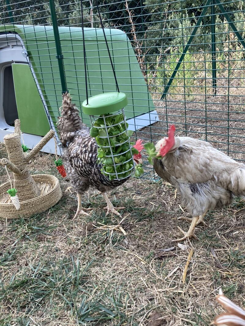 Twee kippen genieten van het pikken naar een hangend pik speelGoedje.