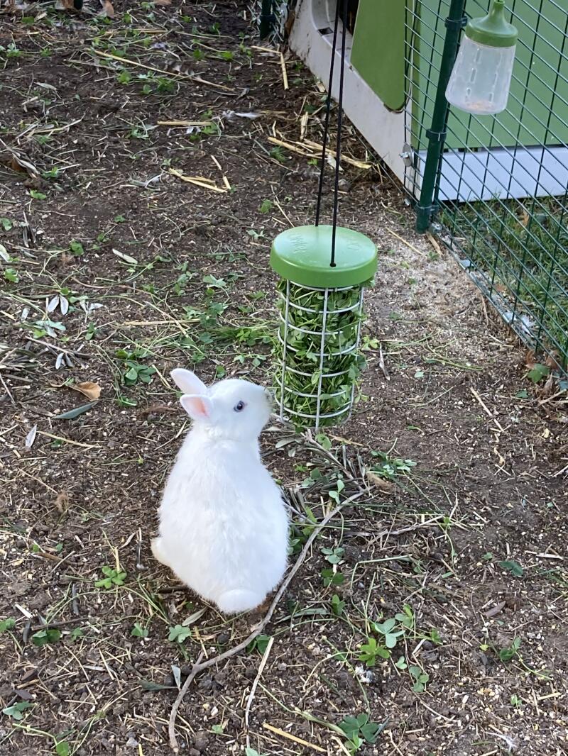Wit konijn uit zijn groene Eglu konijnenhok etend van Omlet Caddi traktatie houder
