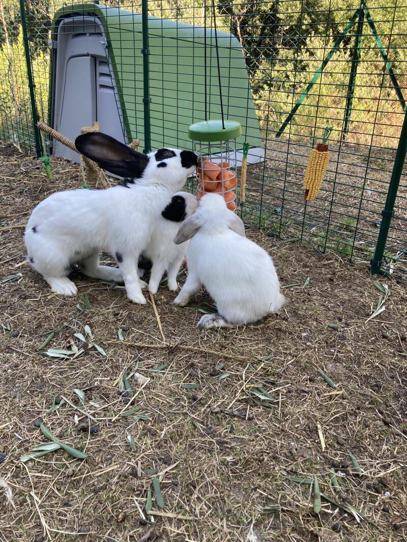 Rabbits eating carrots from a Caddi Treat holder