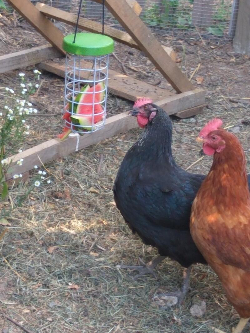 Chickens with Omlet Caddi Treat Holder