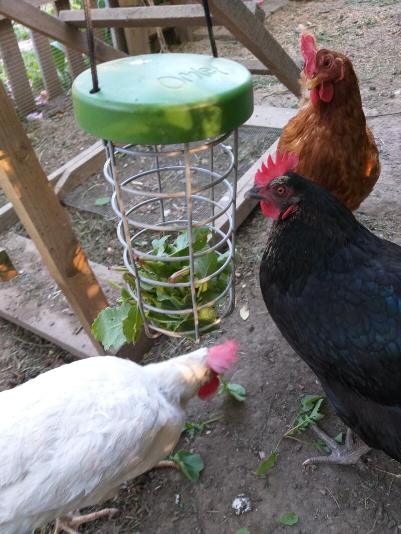 Chickens investigating Omlet Chicken Caddi Treat Holder