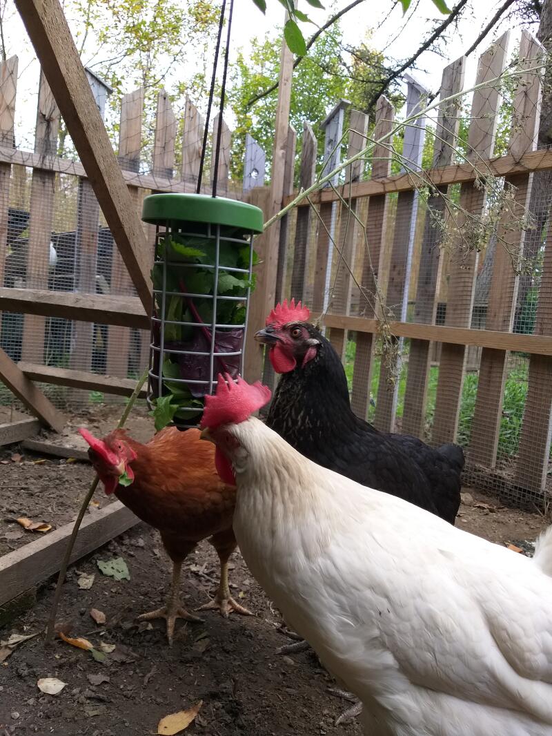 Chickens and Omlet Chicken Caddi Treat Holder
