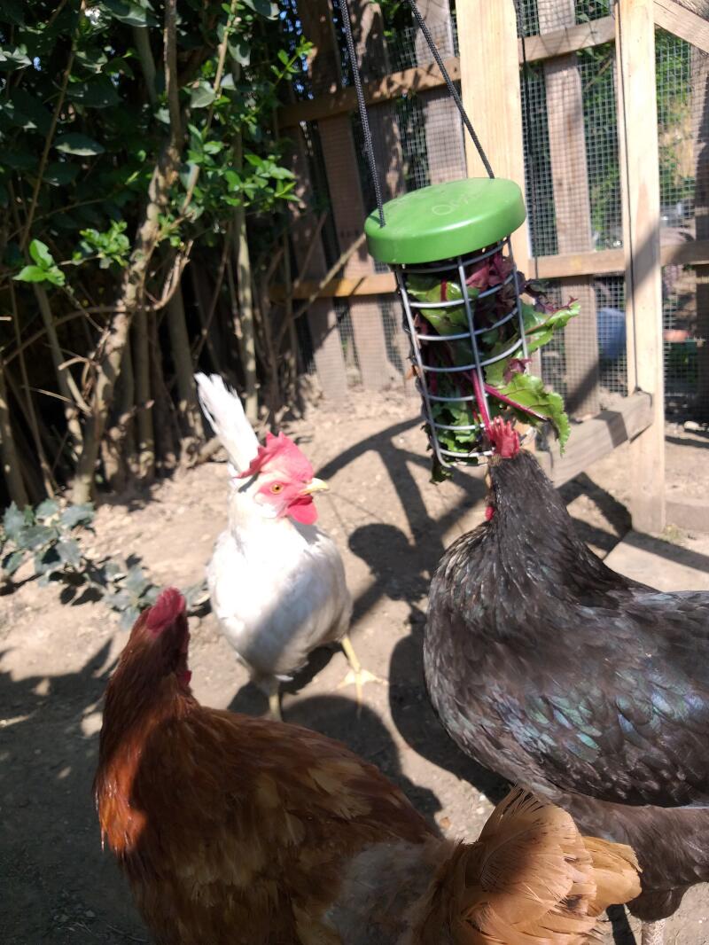 three different coloured chickens eating greens from a caddi feeder