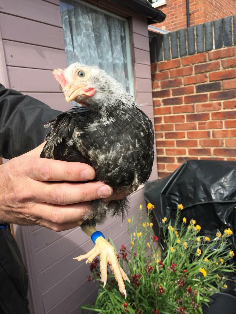 Seven week old Dorking cockerel