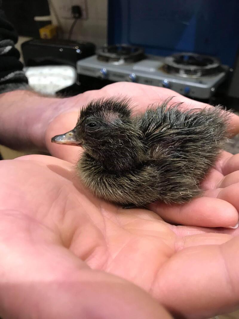 a black fluffy baby duck sat in someone's hands