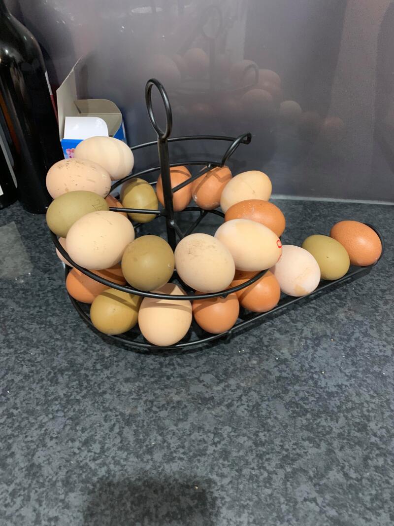 Huevos en Omlet egg skelter negro