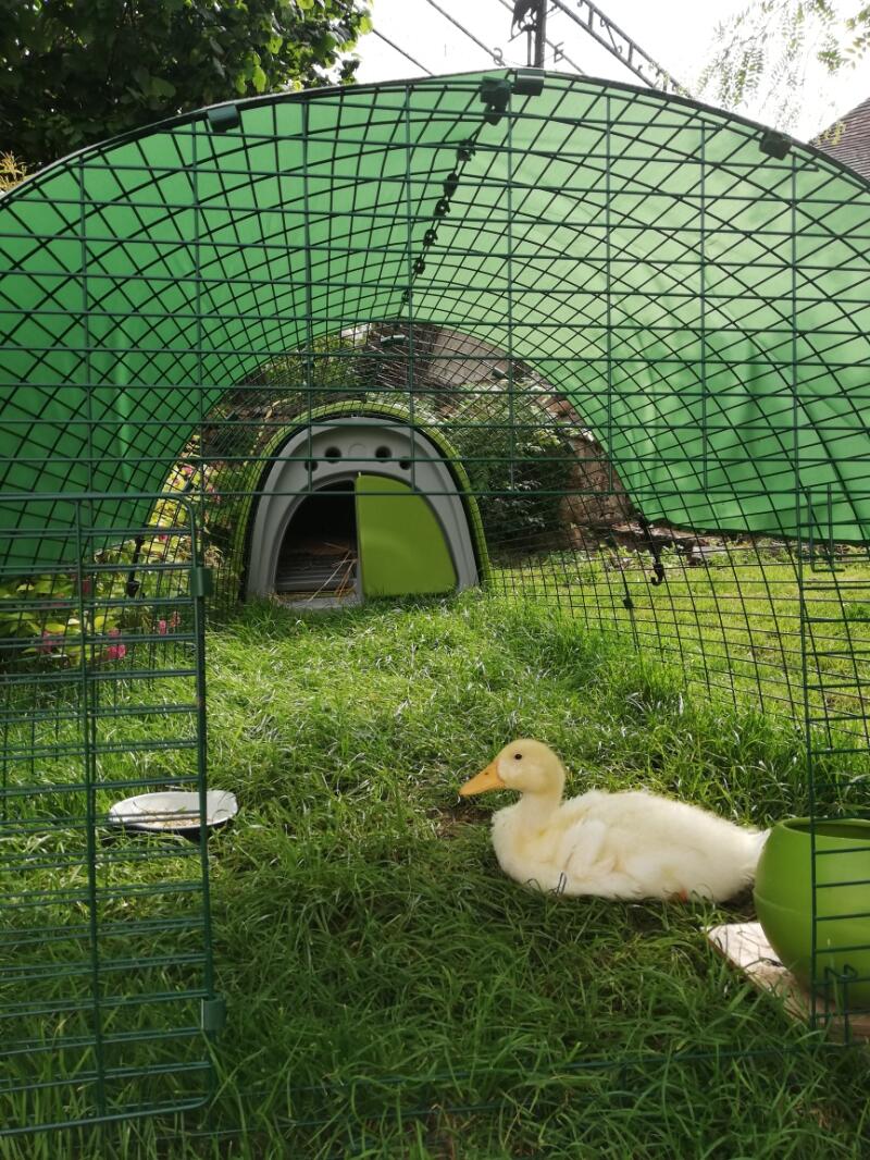 Duck in Omlet Green Eglu Classic Duck House Run