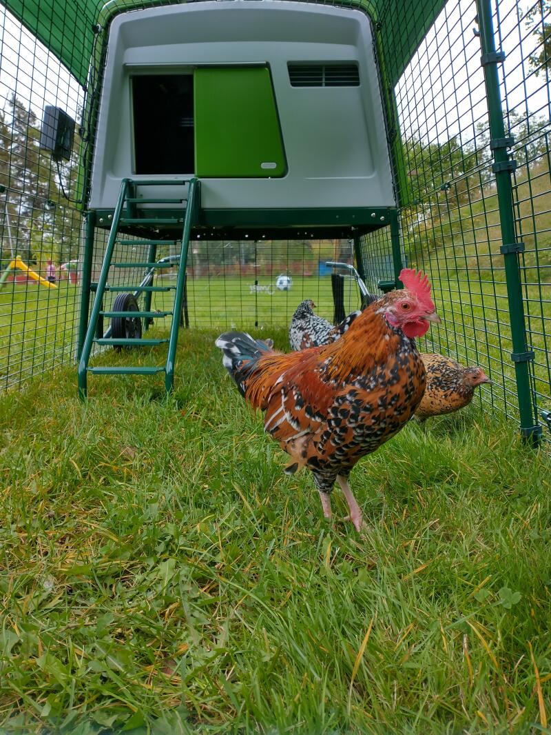 Due polli che si Godono l'erba all'interno del loro recinto