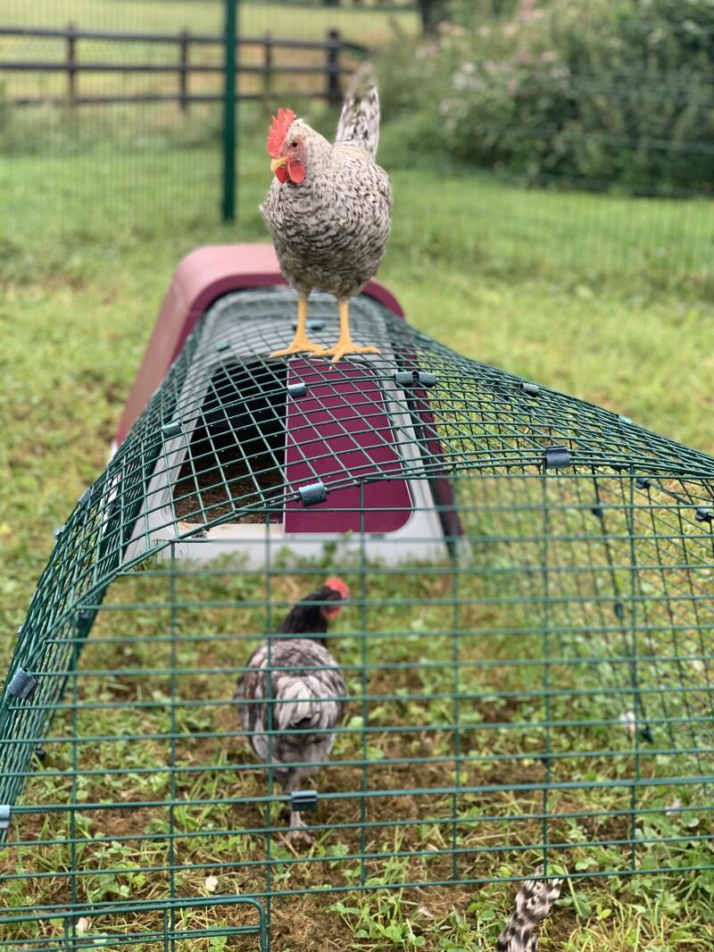 A chicken enjoying the view from the roof of her run