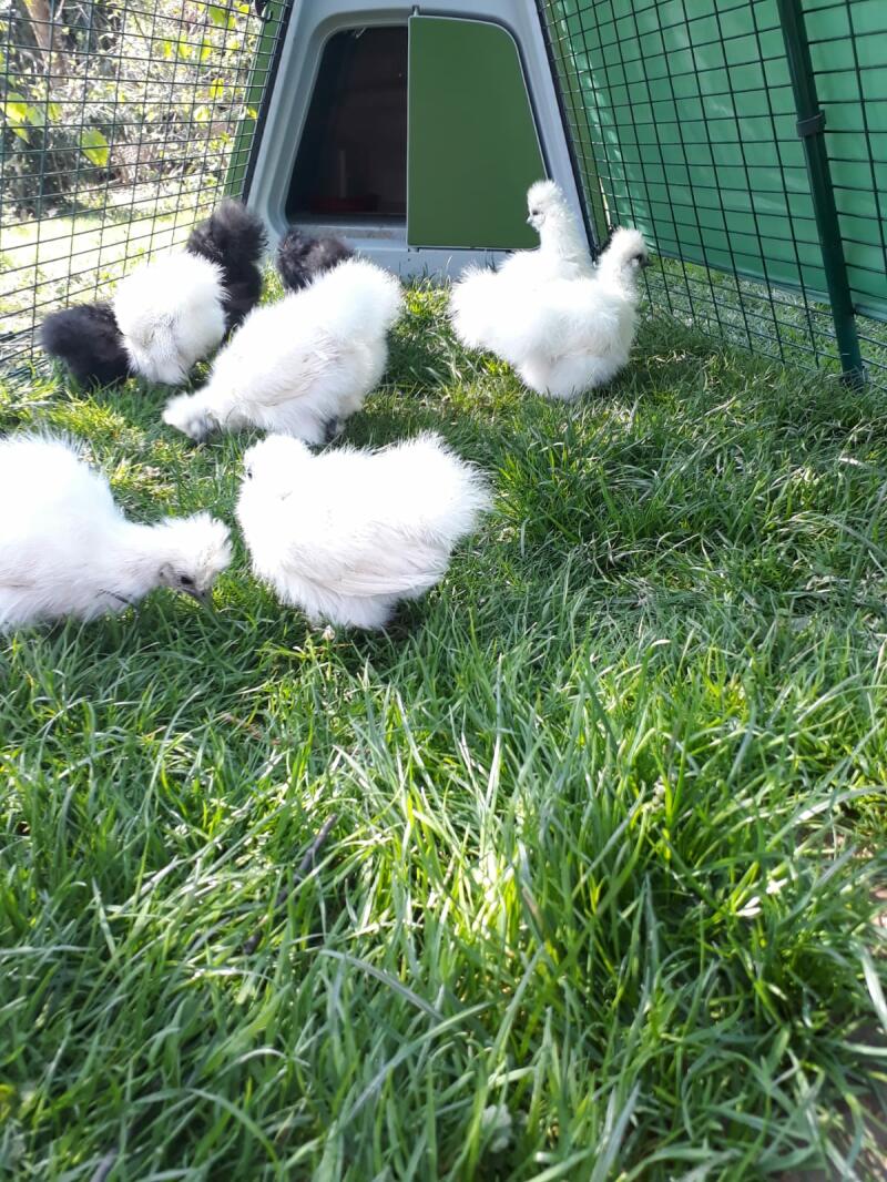Kilka małych kurczaków dziobiących trawę na wybiegu w kurniku