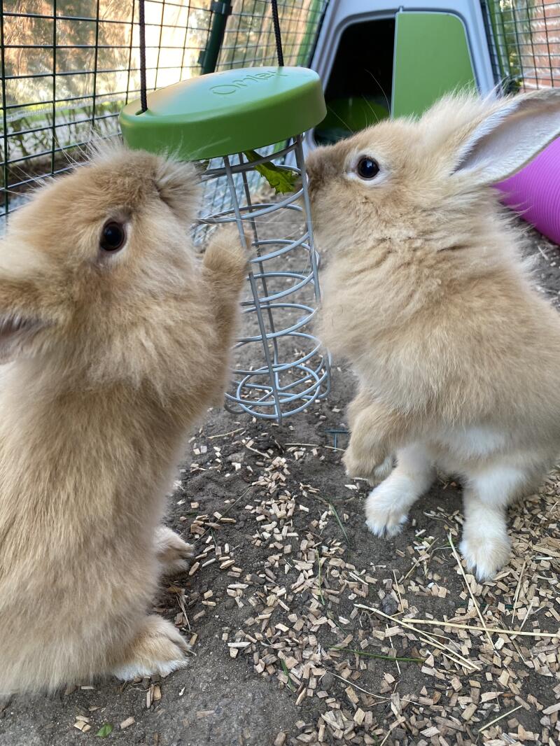 Two rabbits Discovering their treat holder