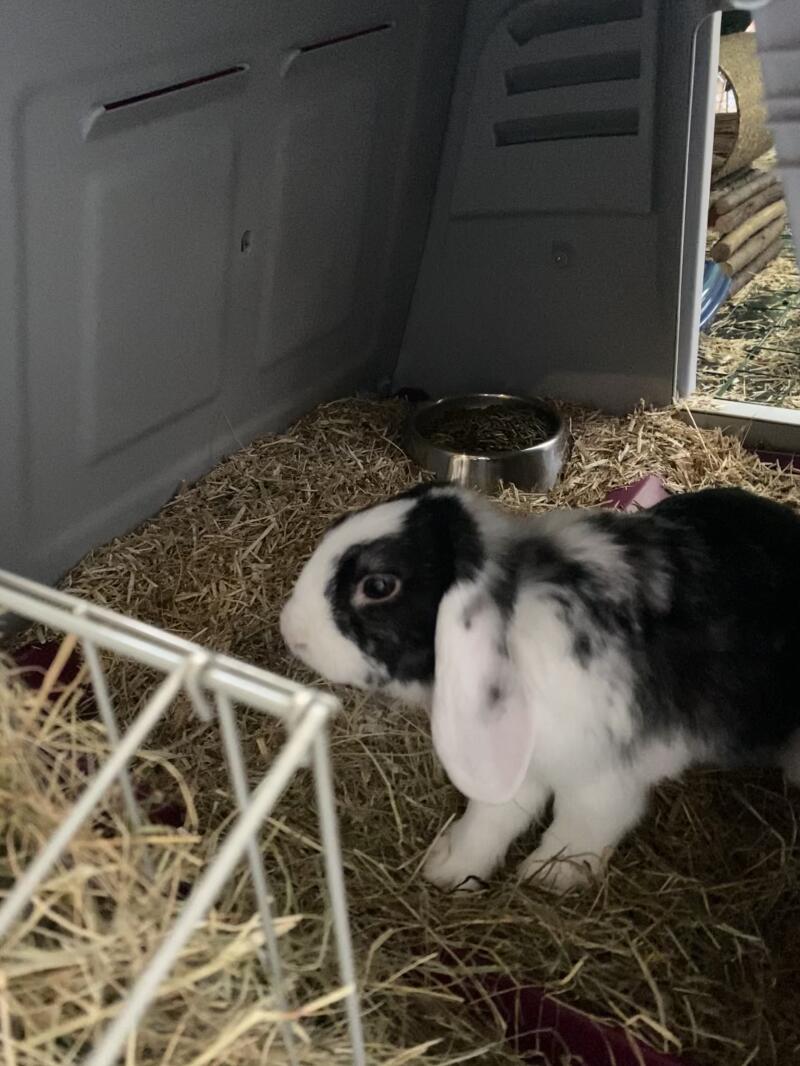 En kanin klar til å spise litt høy fra høystativet hans inne i hytta hans