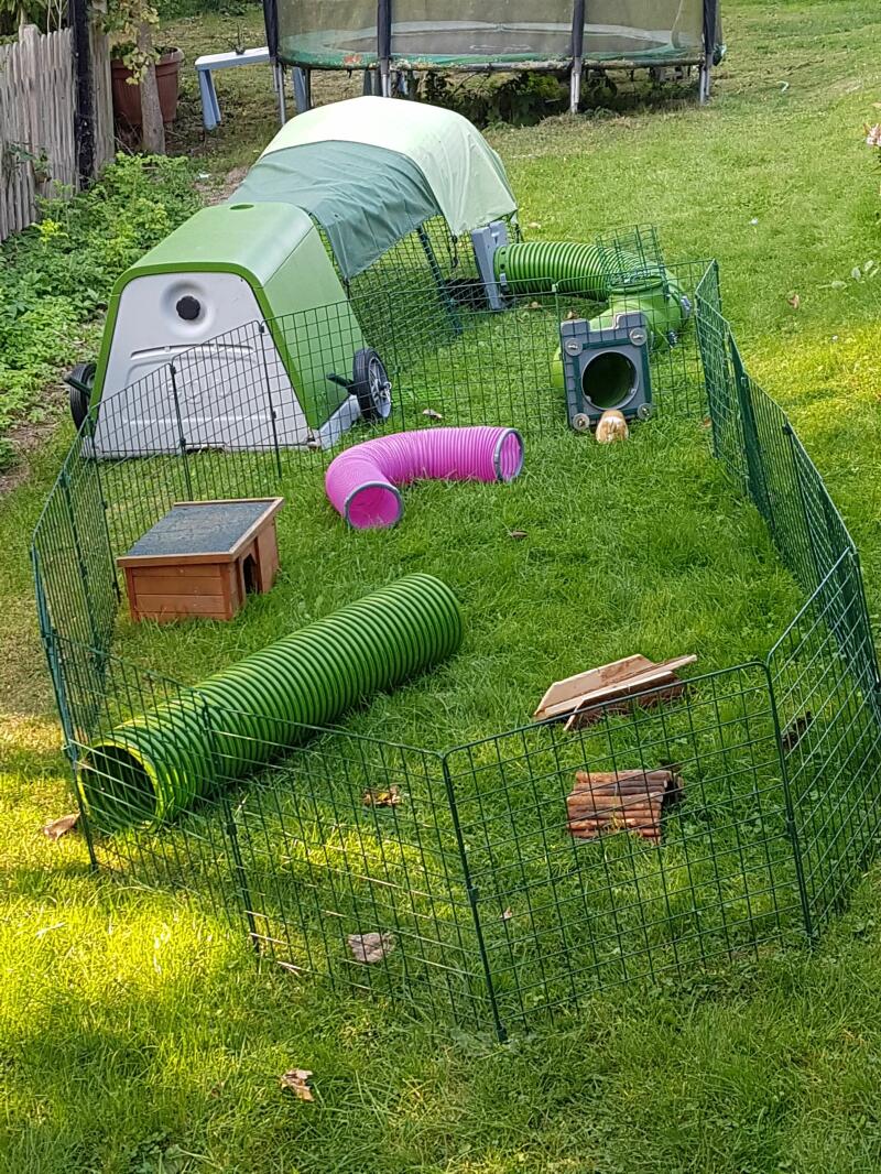 Ustawienie królika w ogrodzie z zielonym Go i wybiegiem