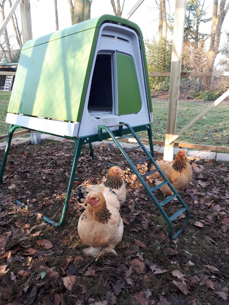 Some chickens roaming around their green coop