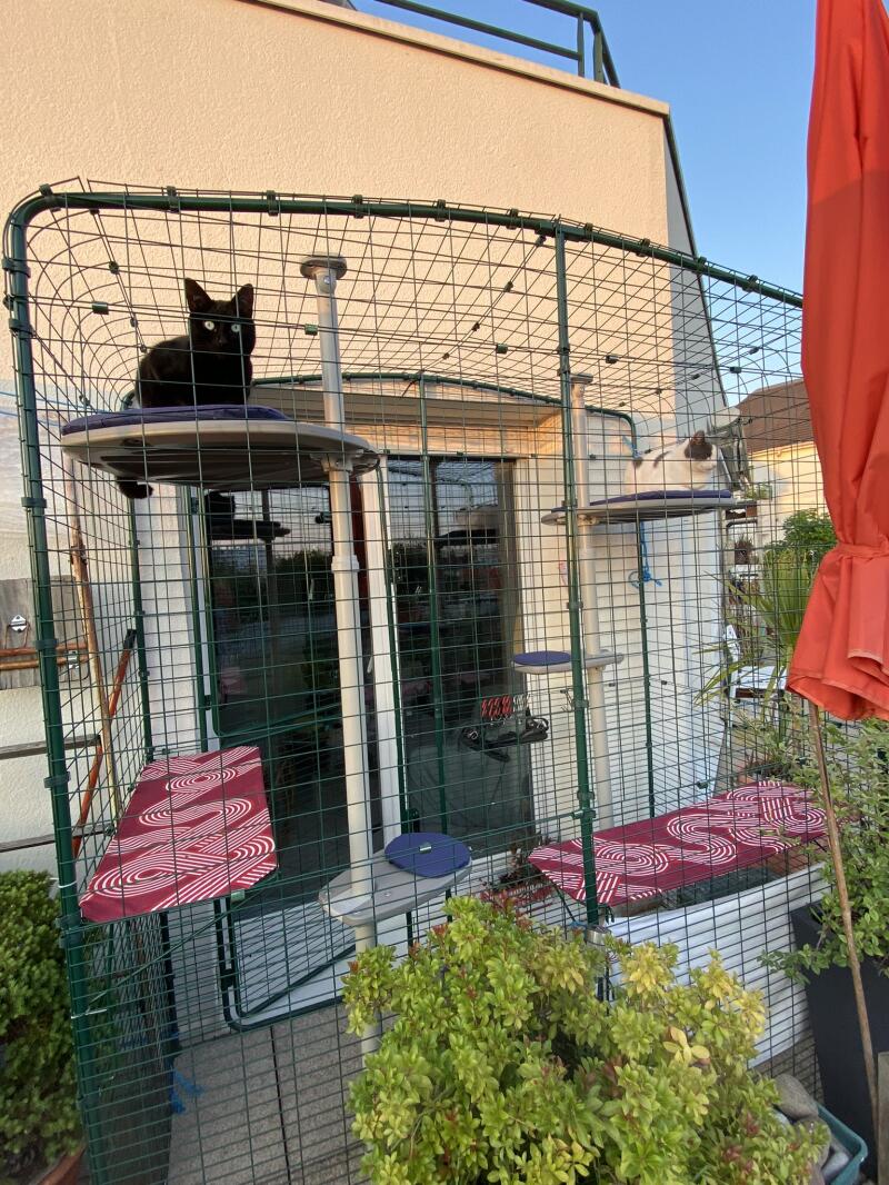 Cats in their balcony enclosure