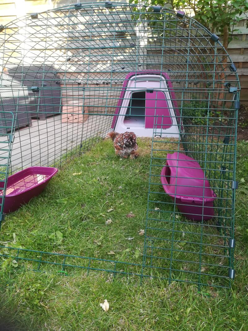 A chicken eating grass in the run of her pink coop