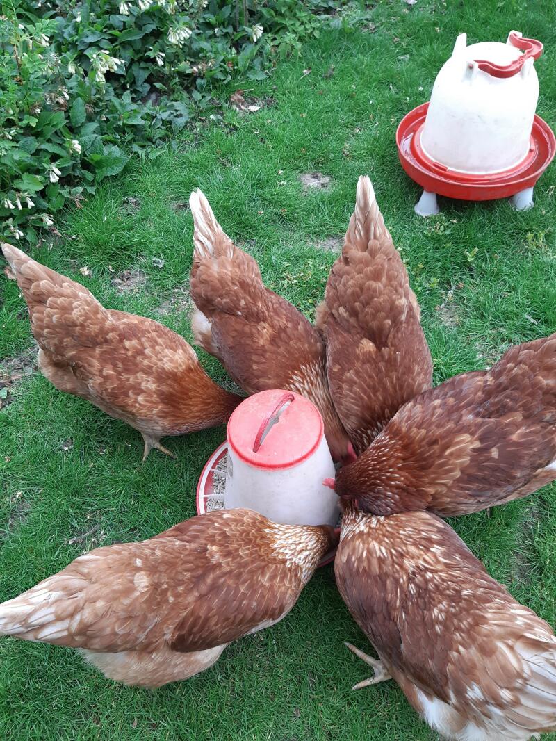 Chickens eating