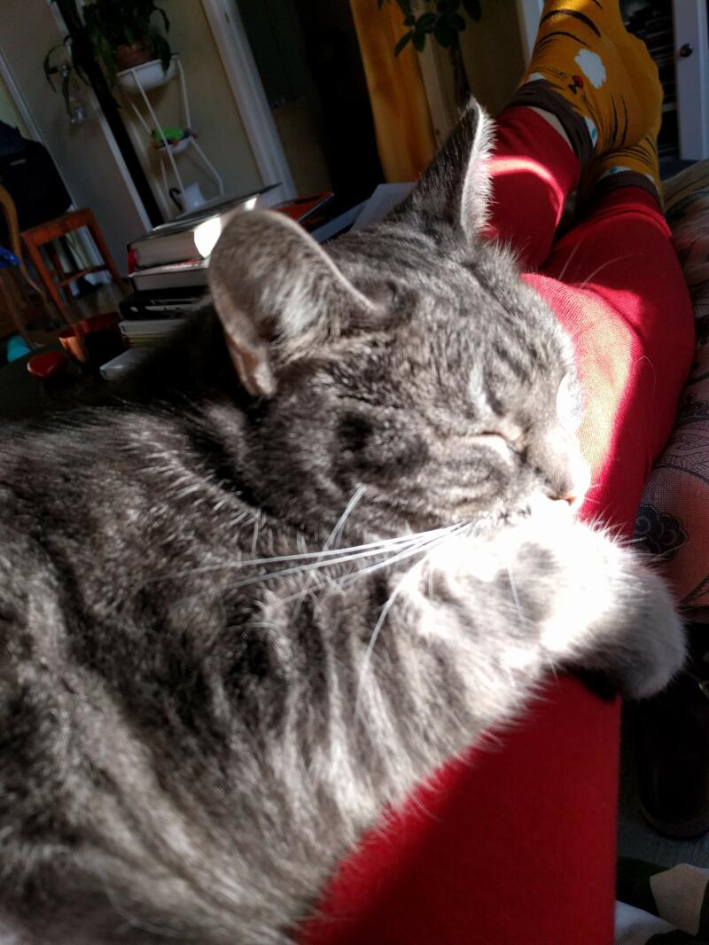 Un chat gris allongé au soleil sur un canapé à l'intérieur