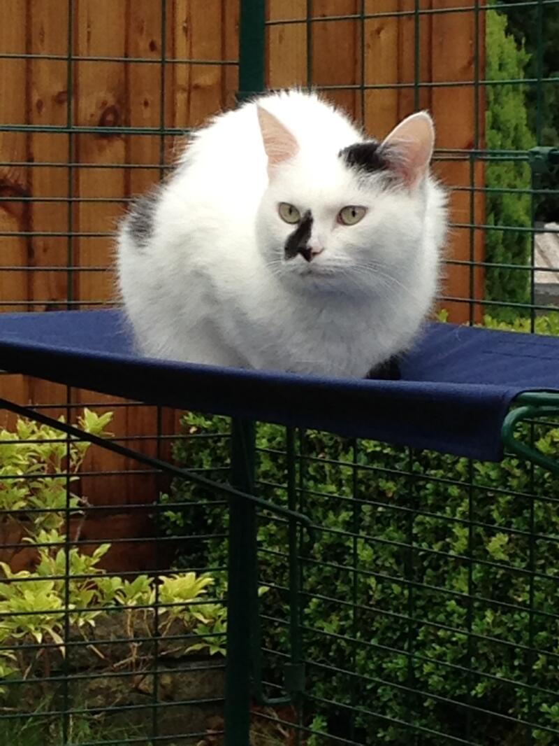 A cat sitting in a loaf position on his shelf of his outdoor cat run