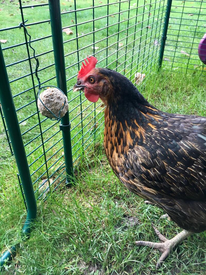 Mary elsker disse kyllingbollene!