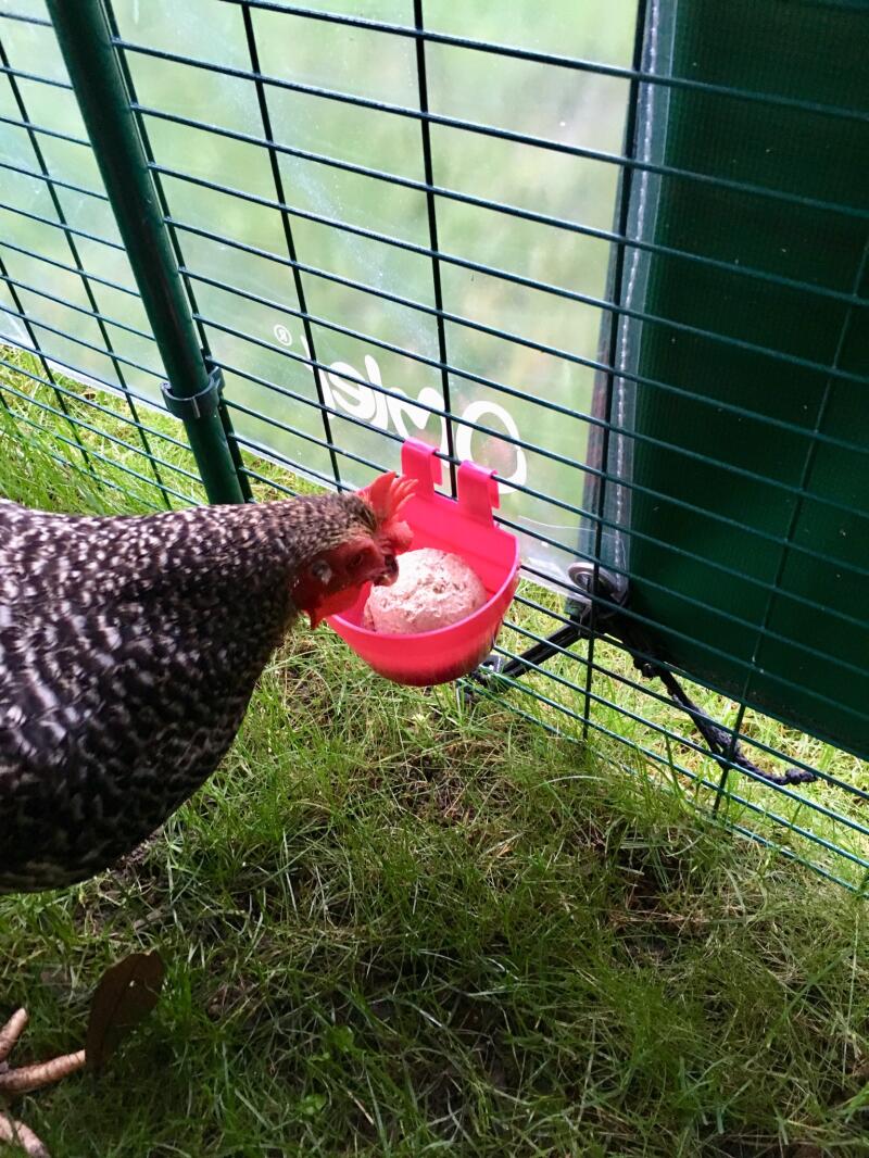 My girls LOVE these Chicken Pecker Balls