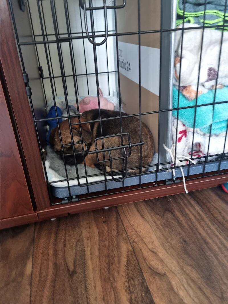 A small puppy resting in the corner of his crate