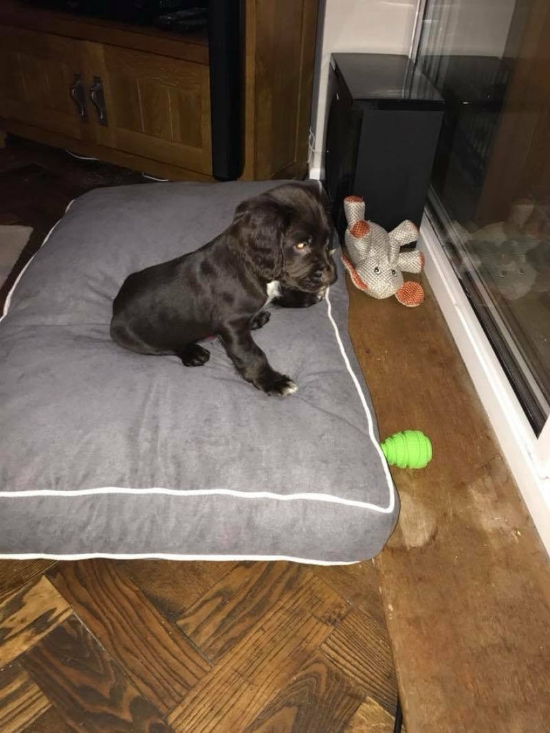 Cooper testing out his new bed at 8.5weeks old. Needs to grow into it a bit. 