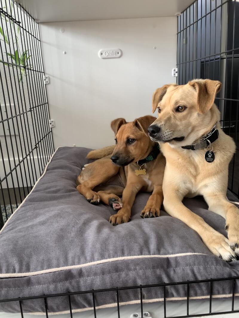 Deux chiens partageant une cage pour chien Fido Studio .