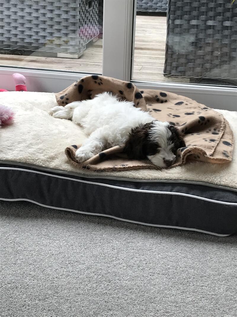 Love my new bed!