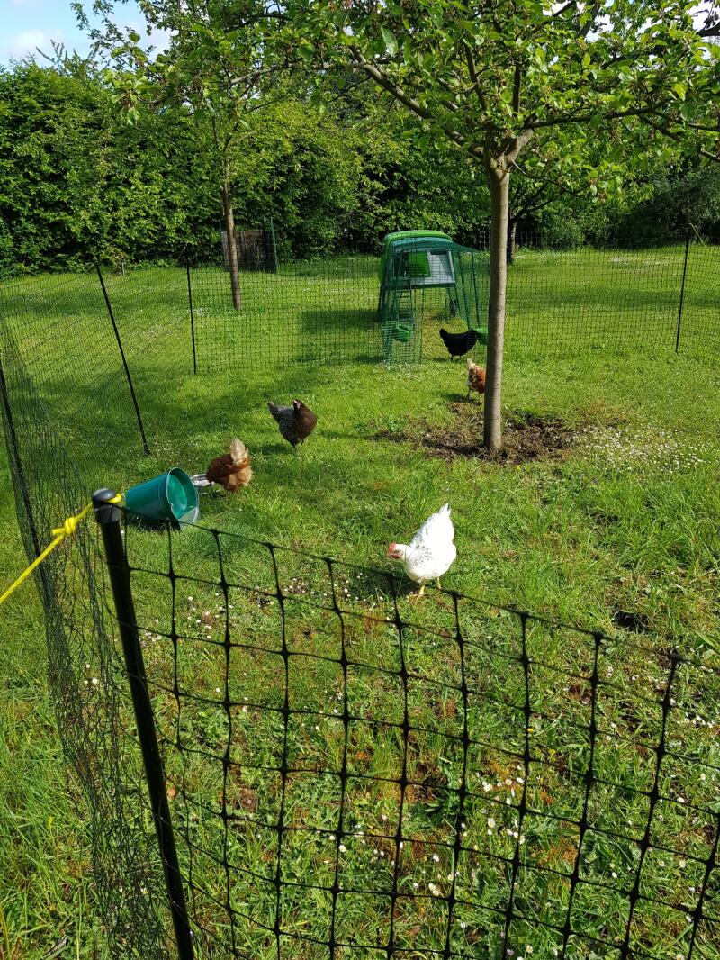 Some chickens pecking grass in their chicken fencing