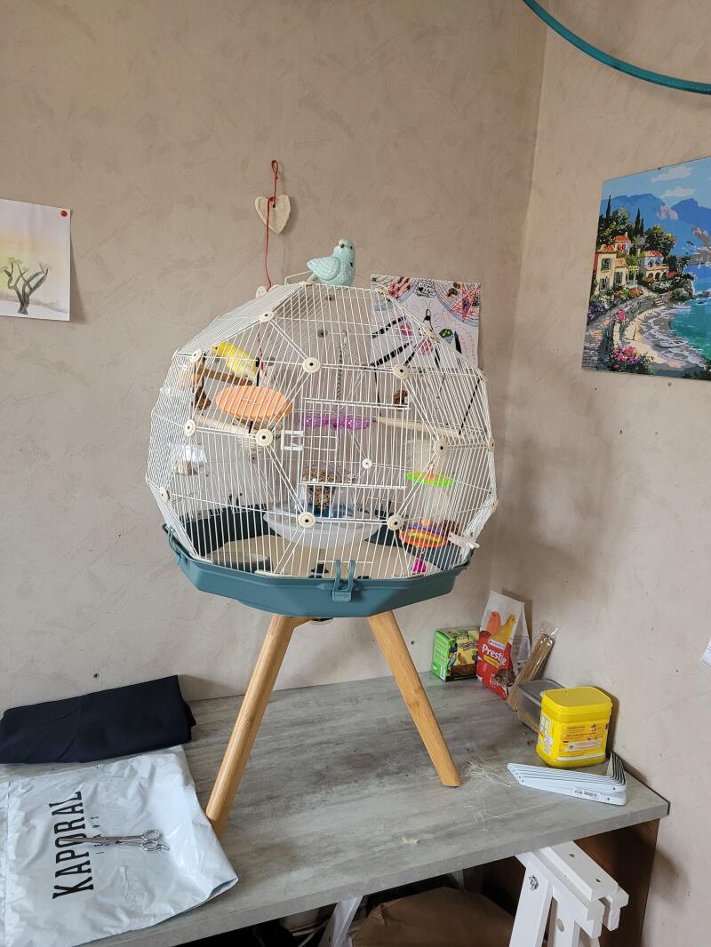 The Omlet Geo bird cage with a bird sitting on top.