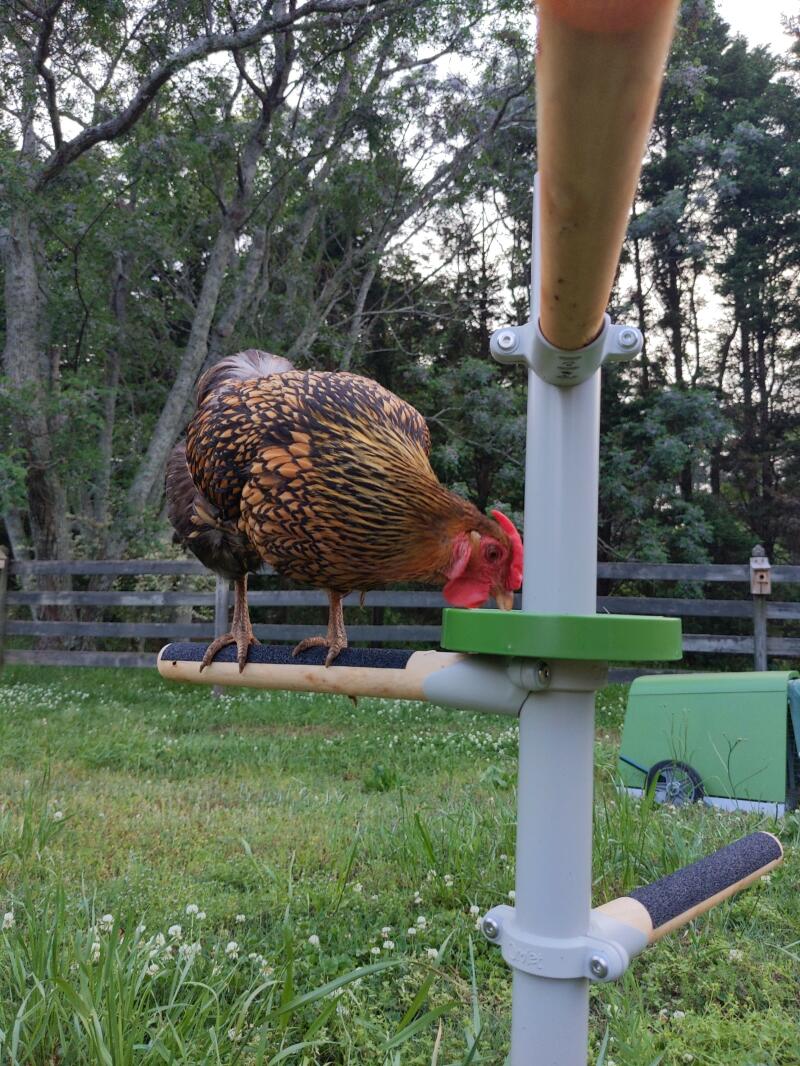 A chicken pecking some seeds from her perch