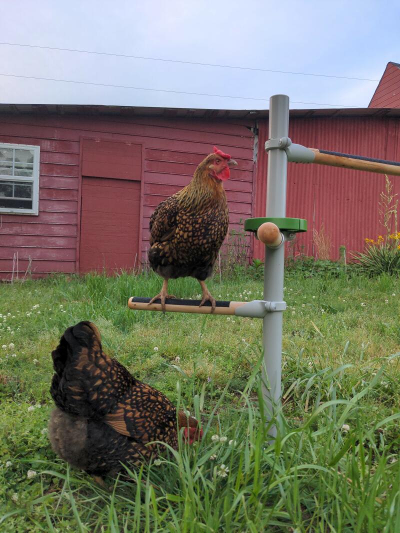 Chickens using their free standing poule with perches