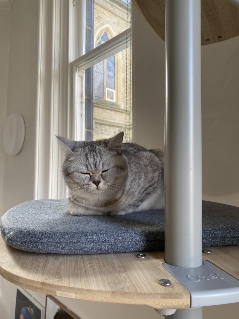 A cat sleeping on the platform of his indoor cat tree