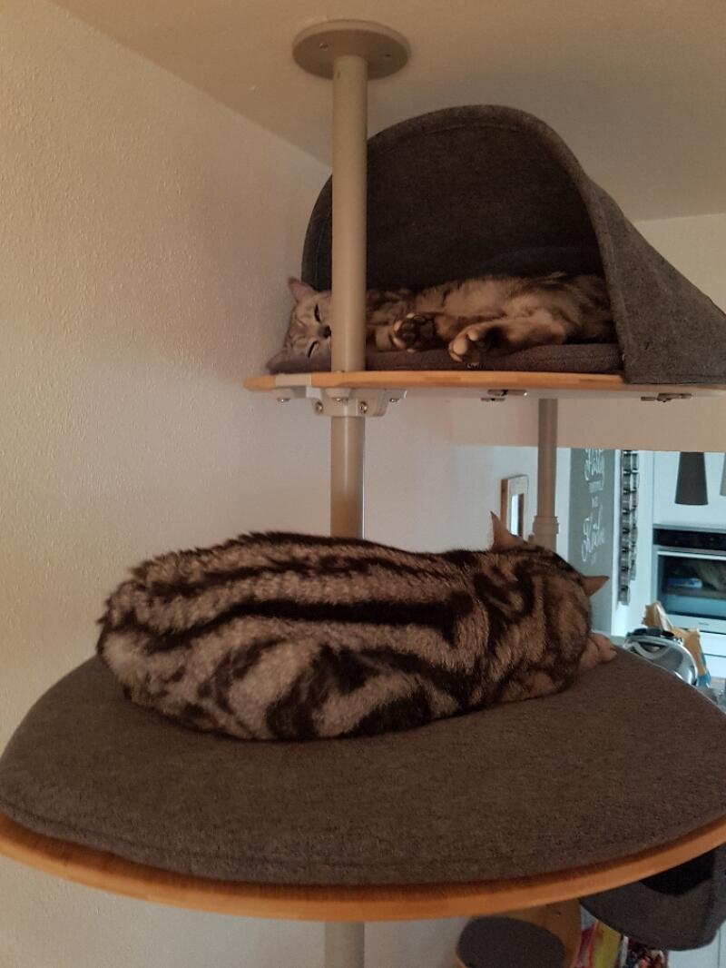 Dwa koty śpiące na swoim krytym drzewku dla kotów