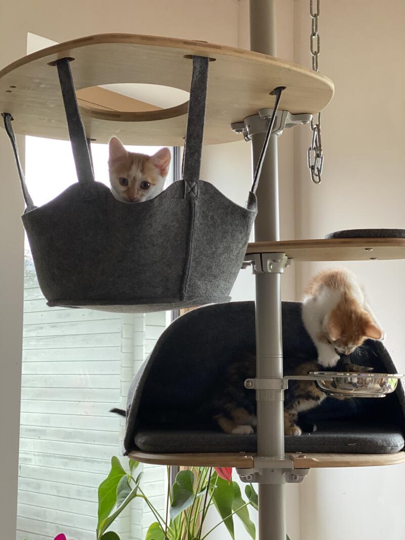 Three small kittens playing on their cat tree