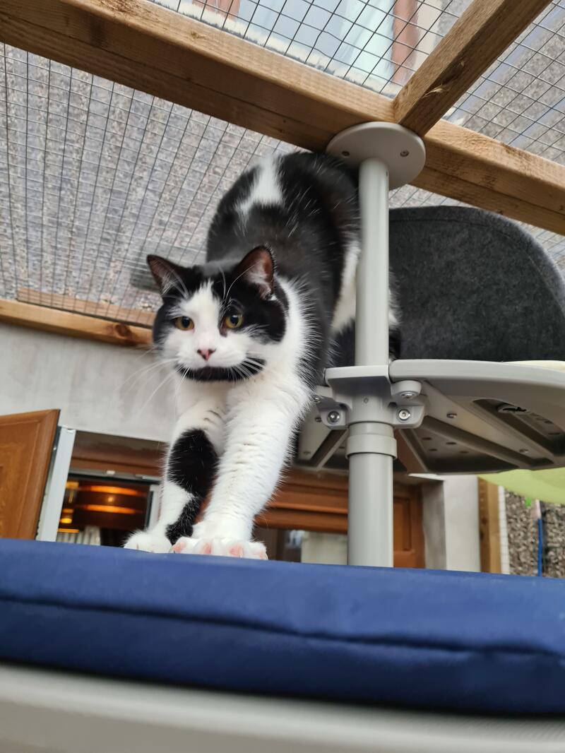 A black and white cat stretching on the platforms of her outdoor cat tree