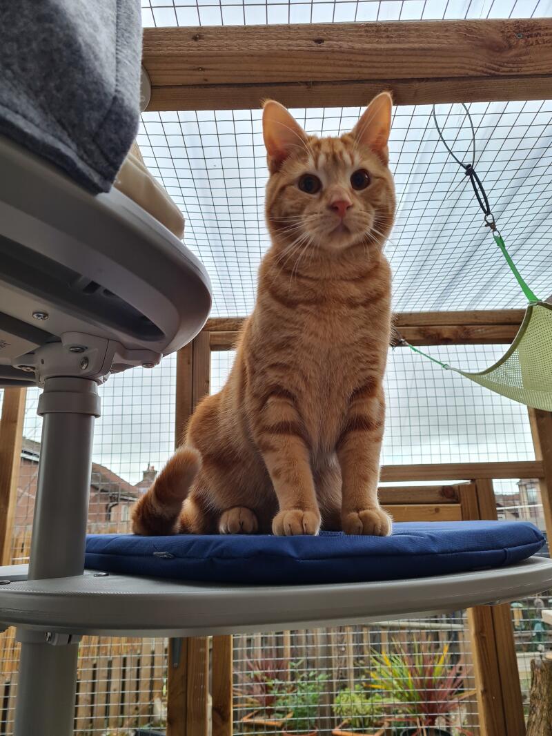 An orange cat standing on a shelf with a blue cushion, on his outdoor cat tree