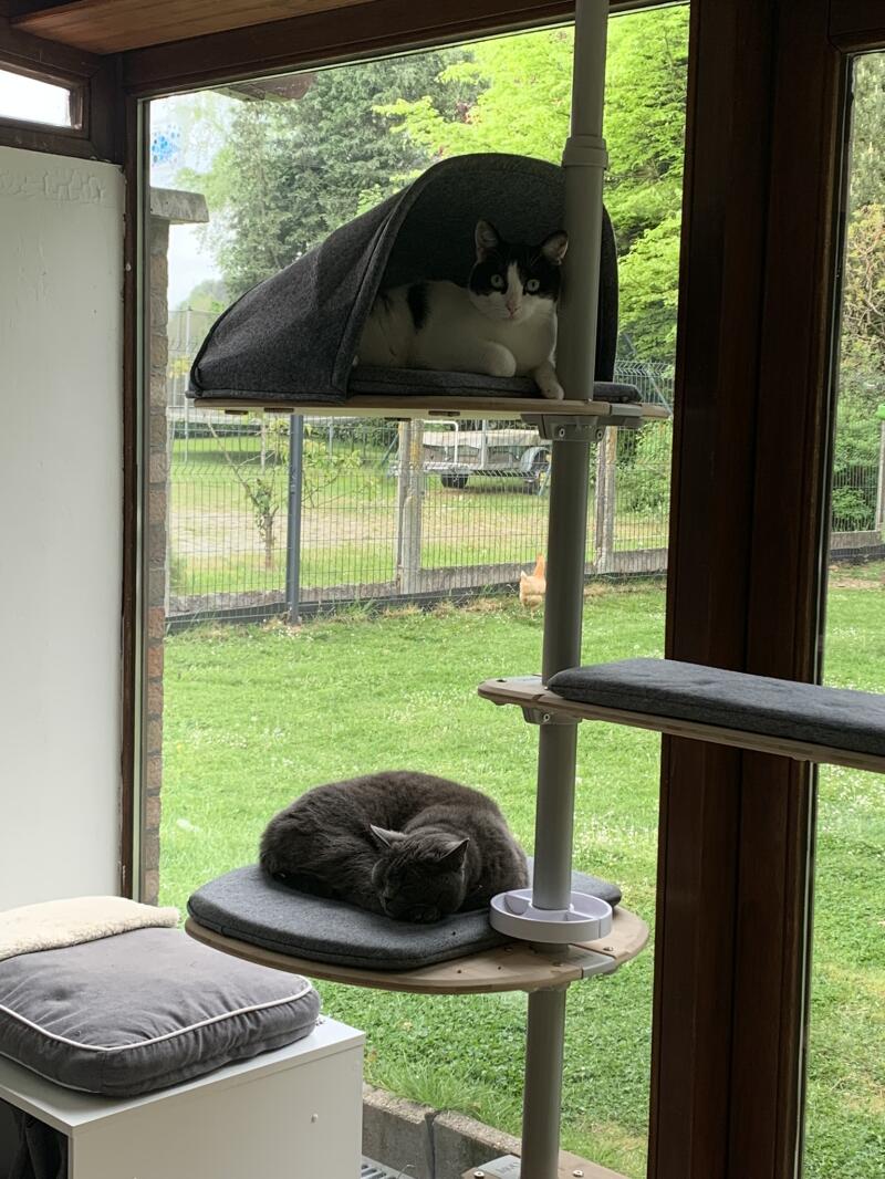 Two cats spending some time on their indoor cat tree