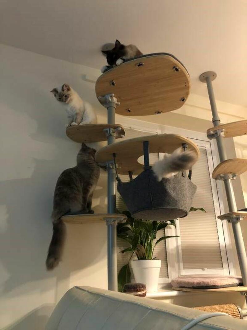 Four cats playing on their indoor cat tree