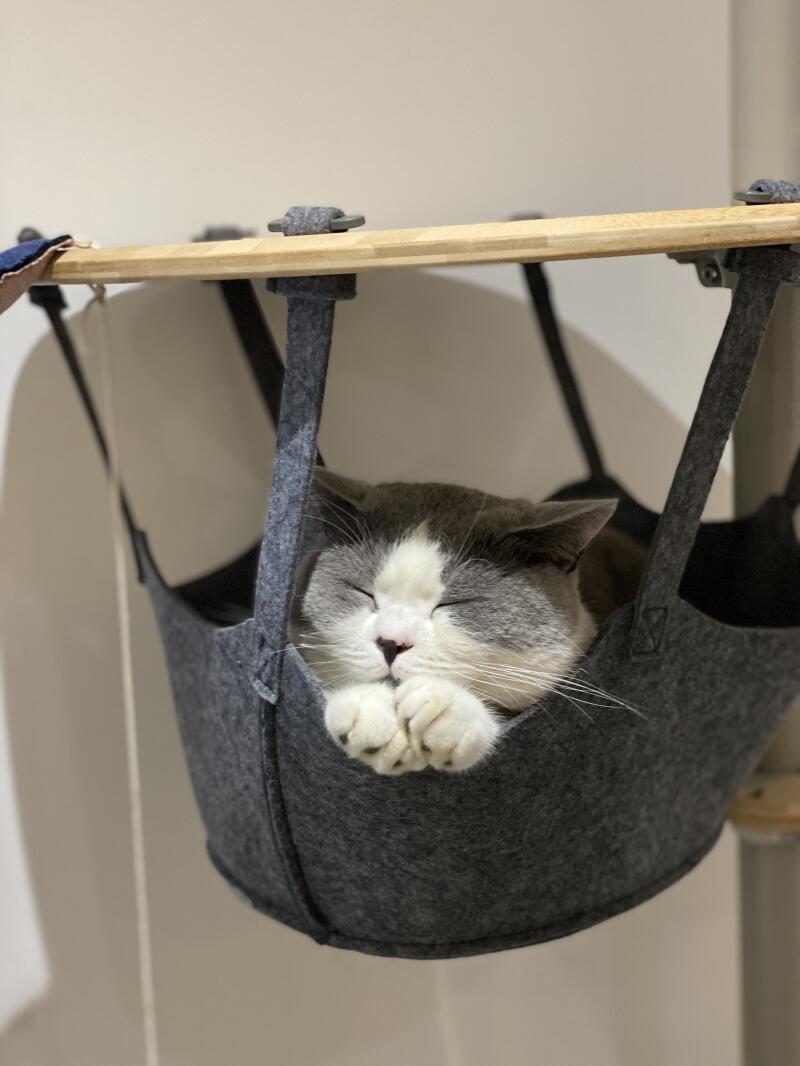A white and grey cat resting peacefully in the hammock of his cat tree