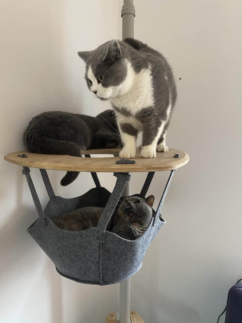 Three cats sharing the shelf of their indoor cat tree