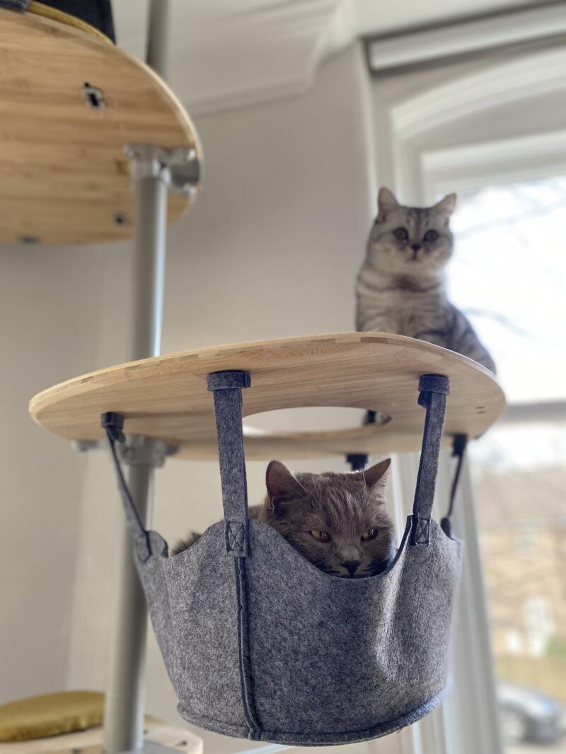 2 cats using their indoor cat tree