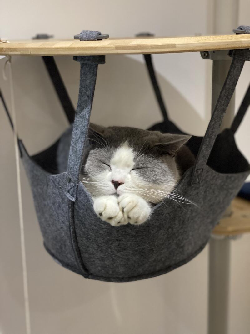 A white and grey cat having a snooze in the hammock of his indoor cat tree