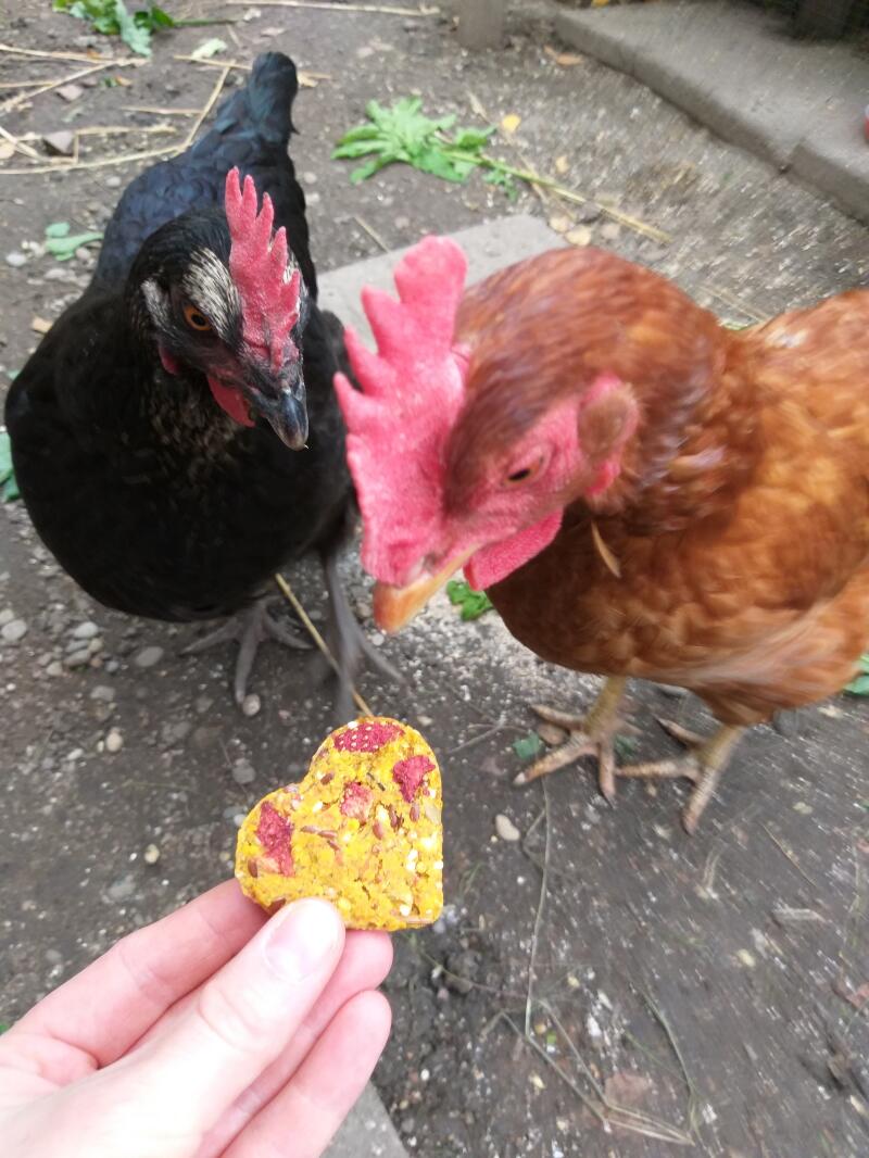 Chickens interested in biscuit