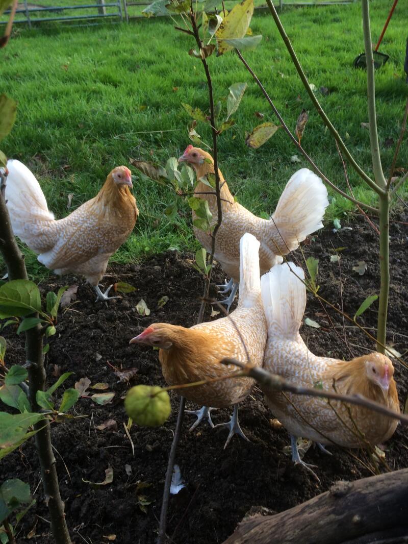 four chickens with brown and white feathers in a garden walking on mud