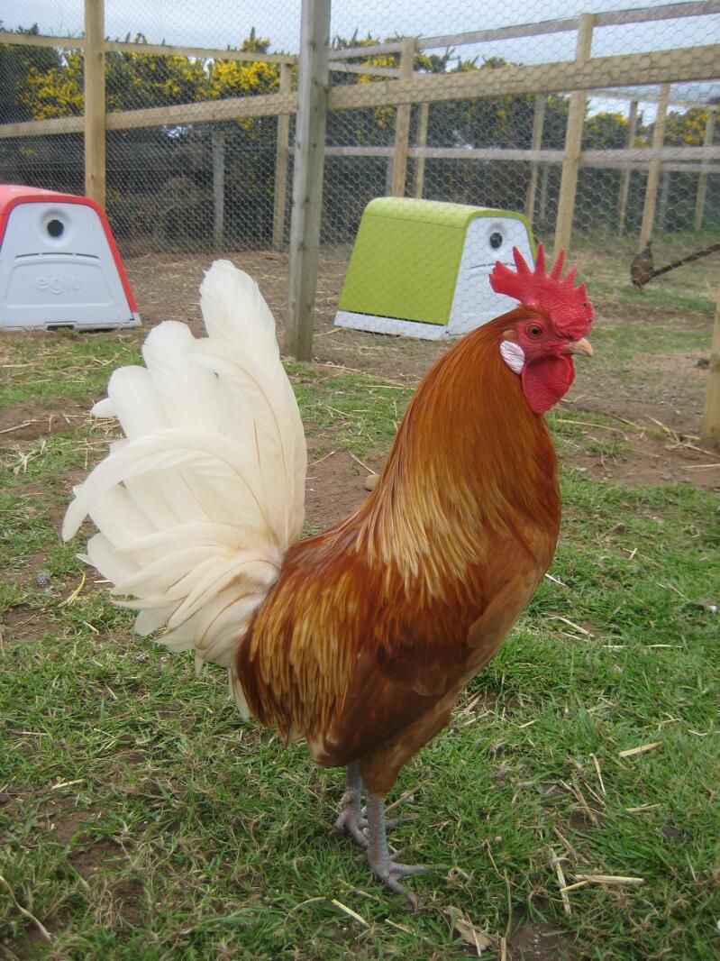 Friesian Chicken in run with red and green Eglu Chicken coops in the background