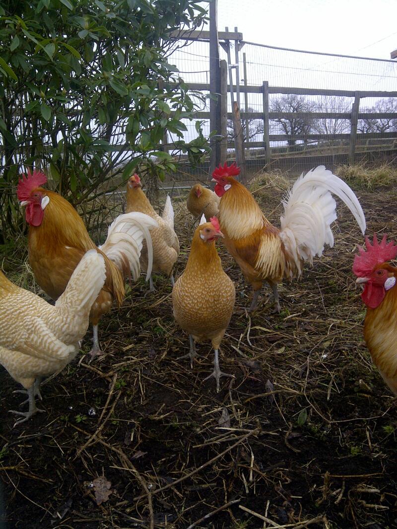 Friesian Chickens outside