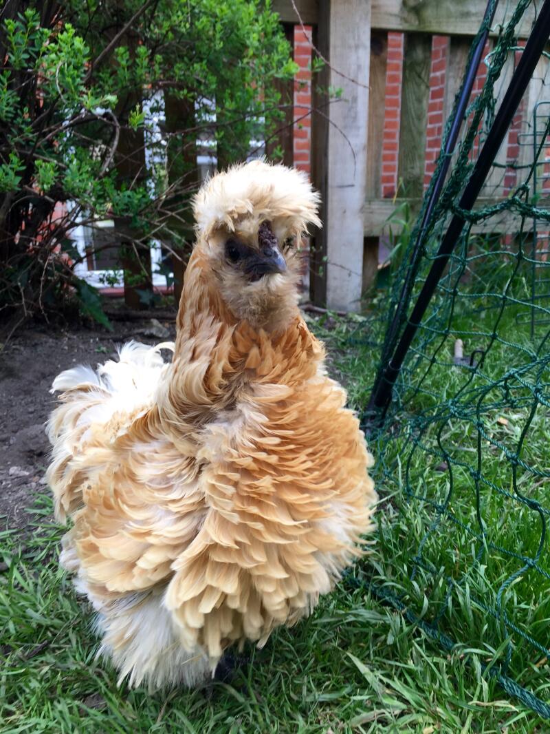 Dolly le Frizzle