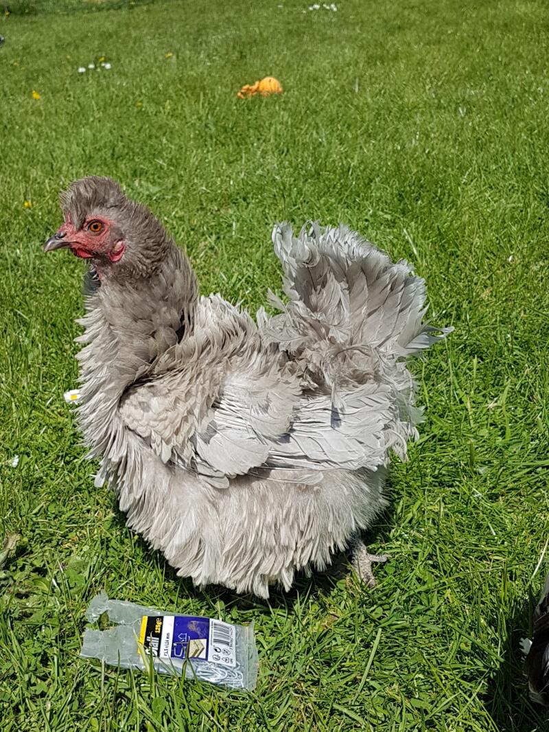 pale grey frizzle chicken on a lawn